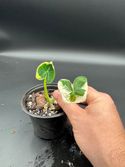 Alocasia Mickey Mouse