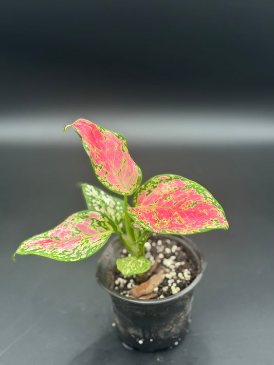 Aglaonema Diamond Red