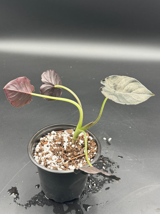 Alocasia nebula ‘Imperialis’
