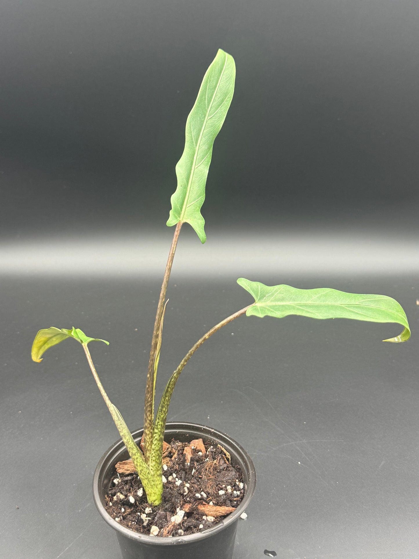 Alocasia lauternbachiana