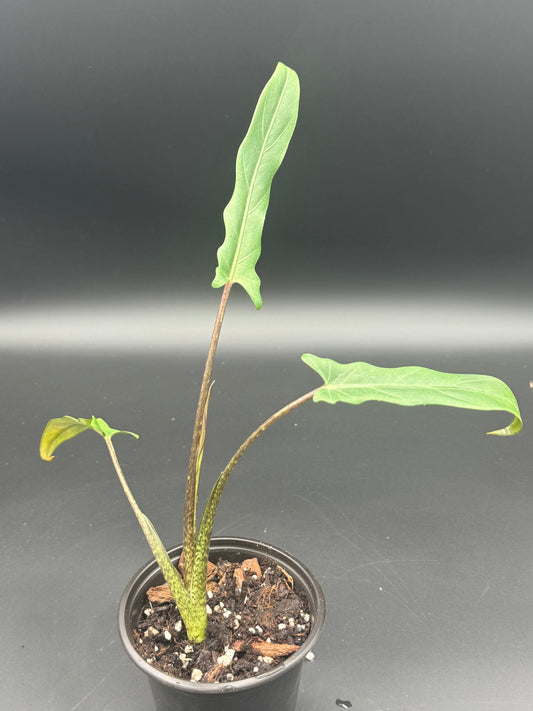 Alocasia lauternbachiana