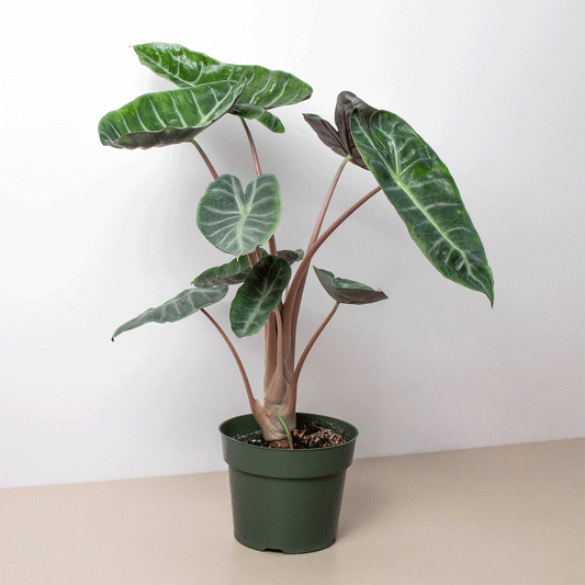 Alocasia Pink Dragon - 6" Pot