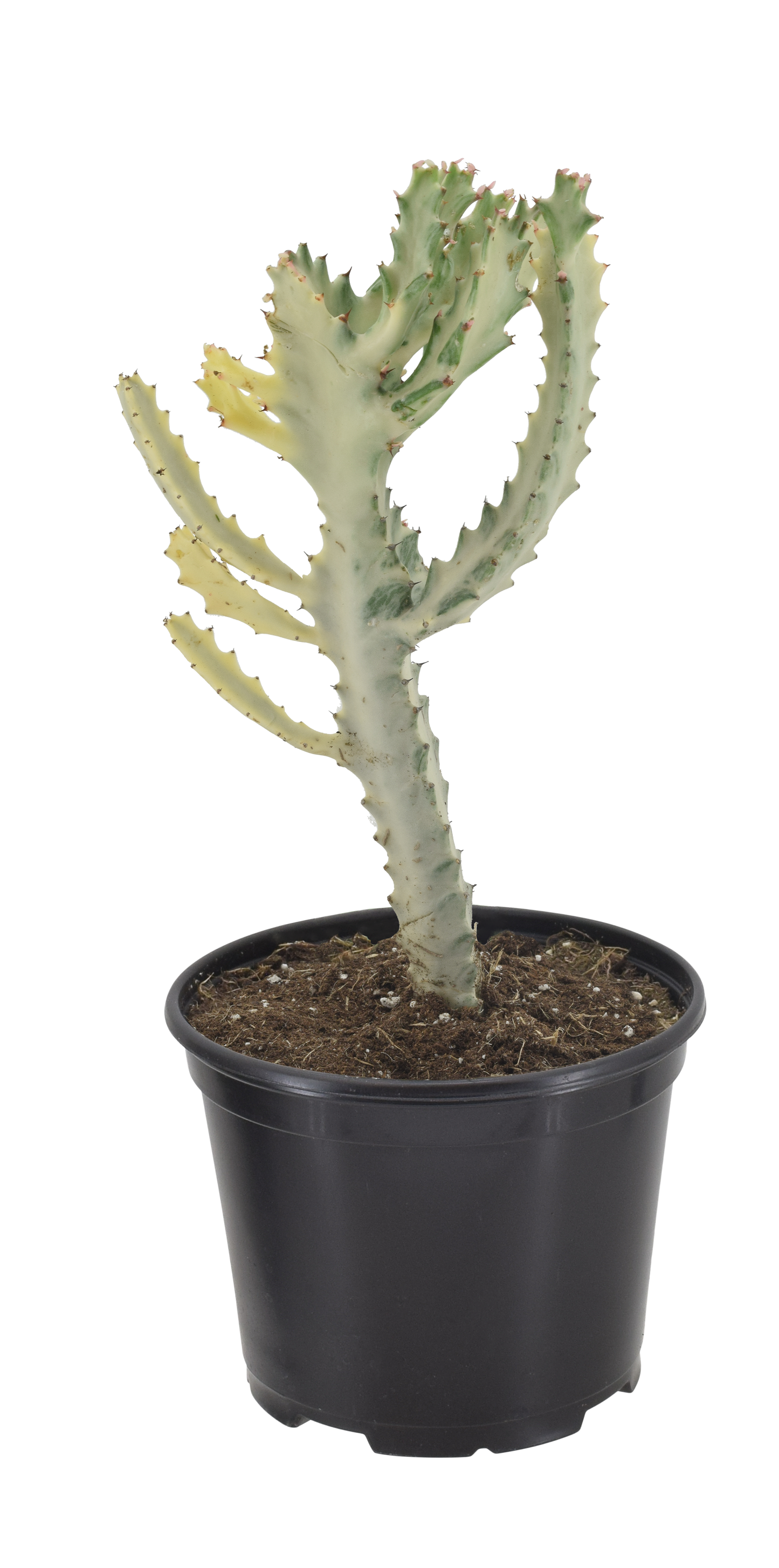 Cactus White Ghost Dragon Bone