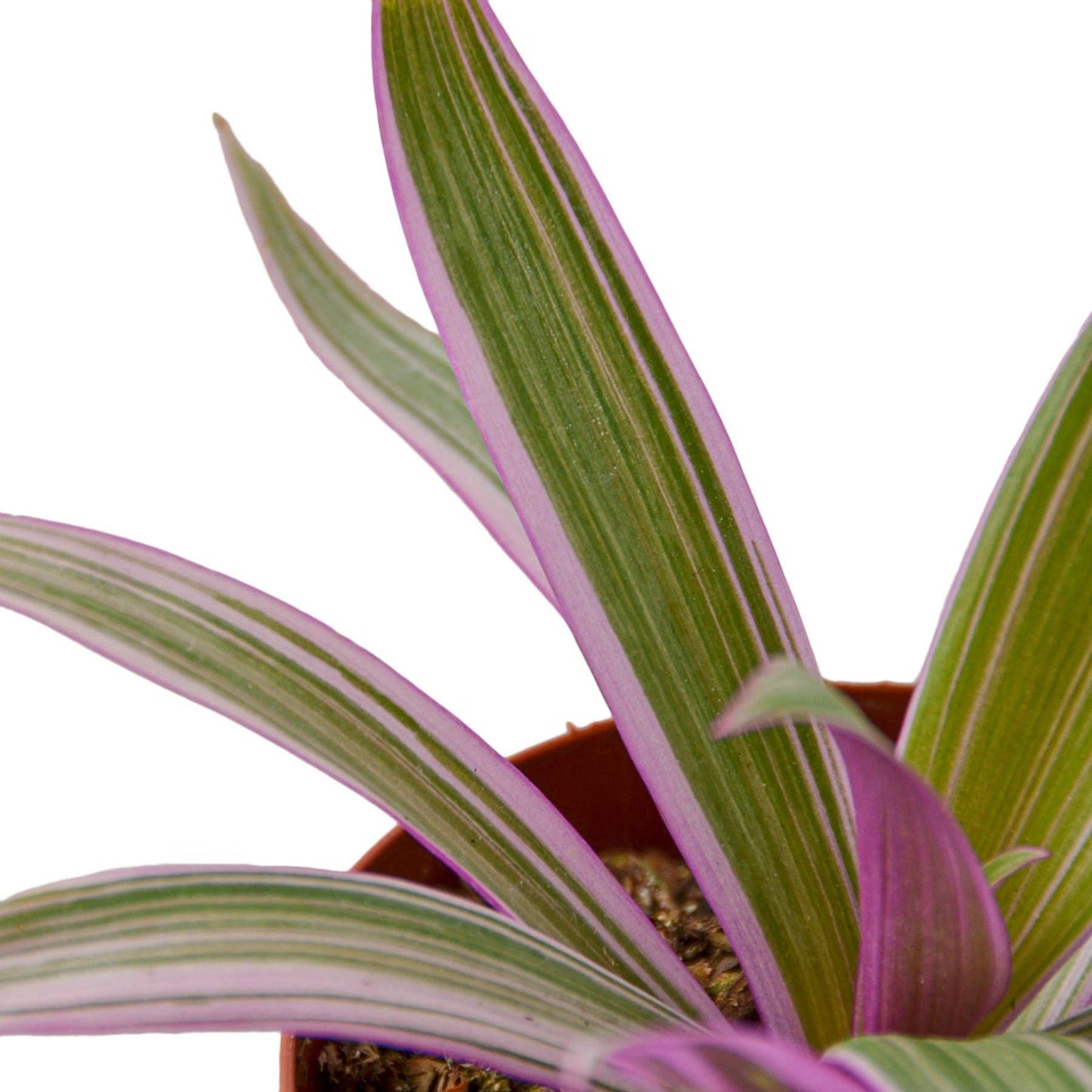 TRADESCANTIA MOSES IN THE CRADLE 4-inch