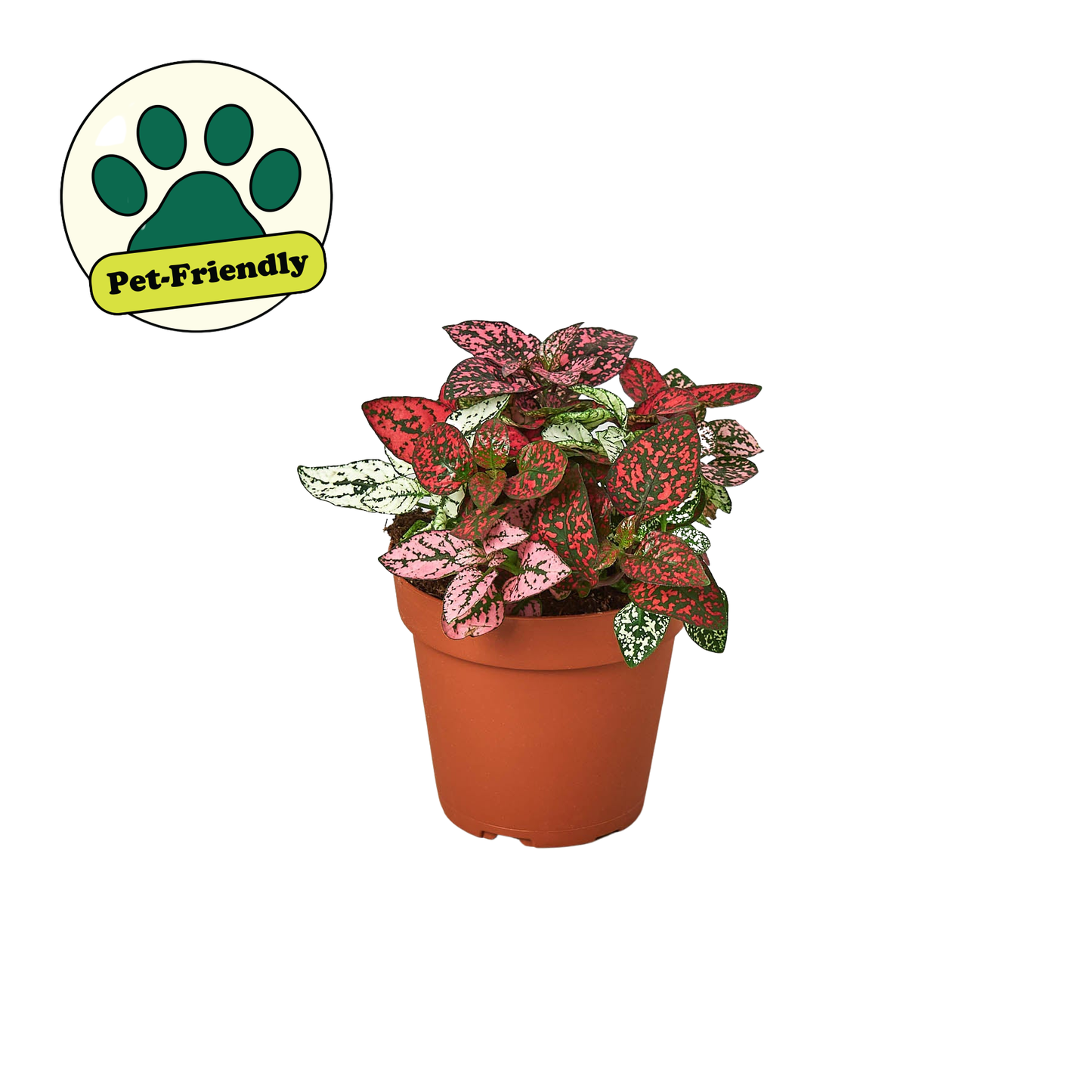 Hypoestes 'Polka Dot'