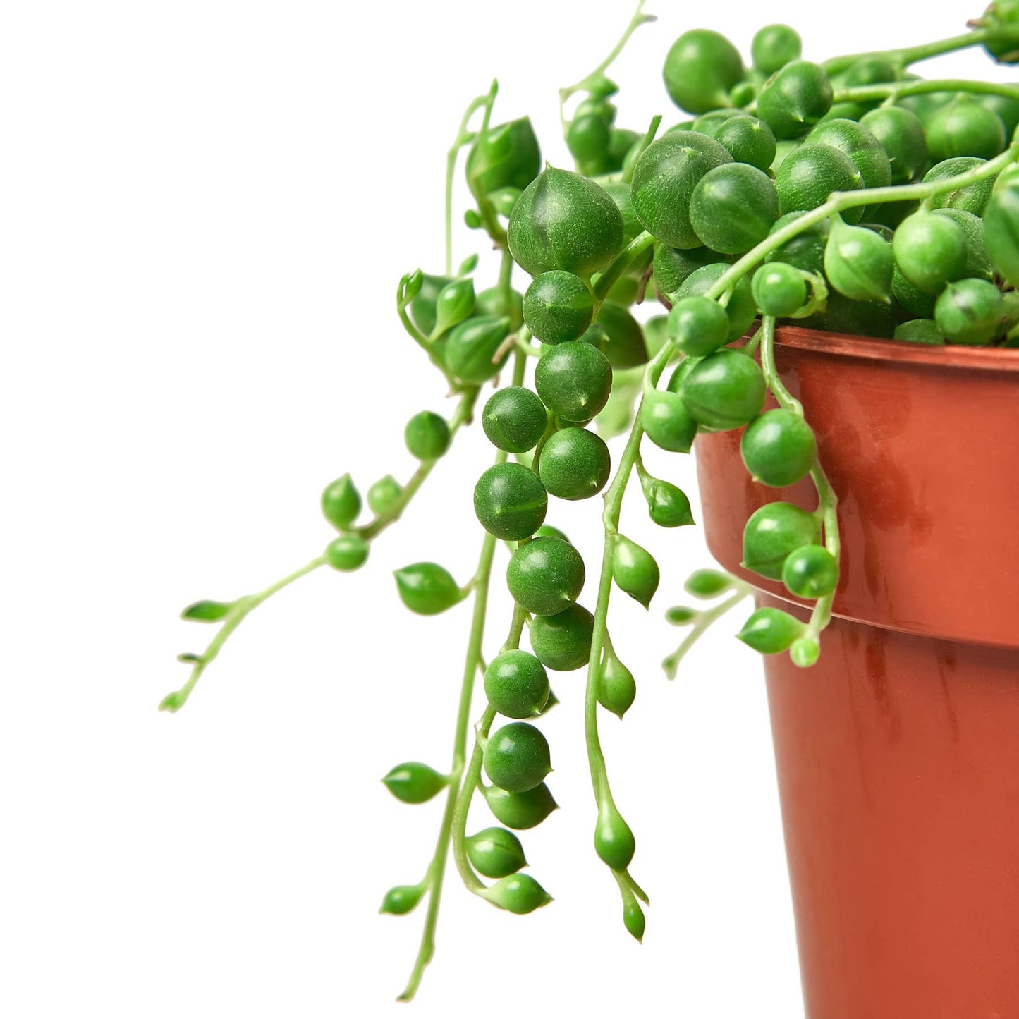 SUCCULENT SENECIO STRING OF PEARLS 4-inch