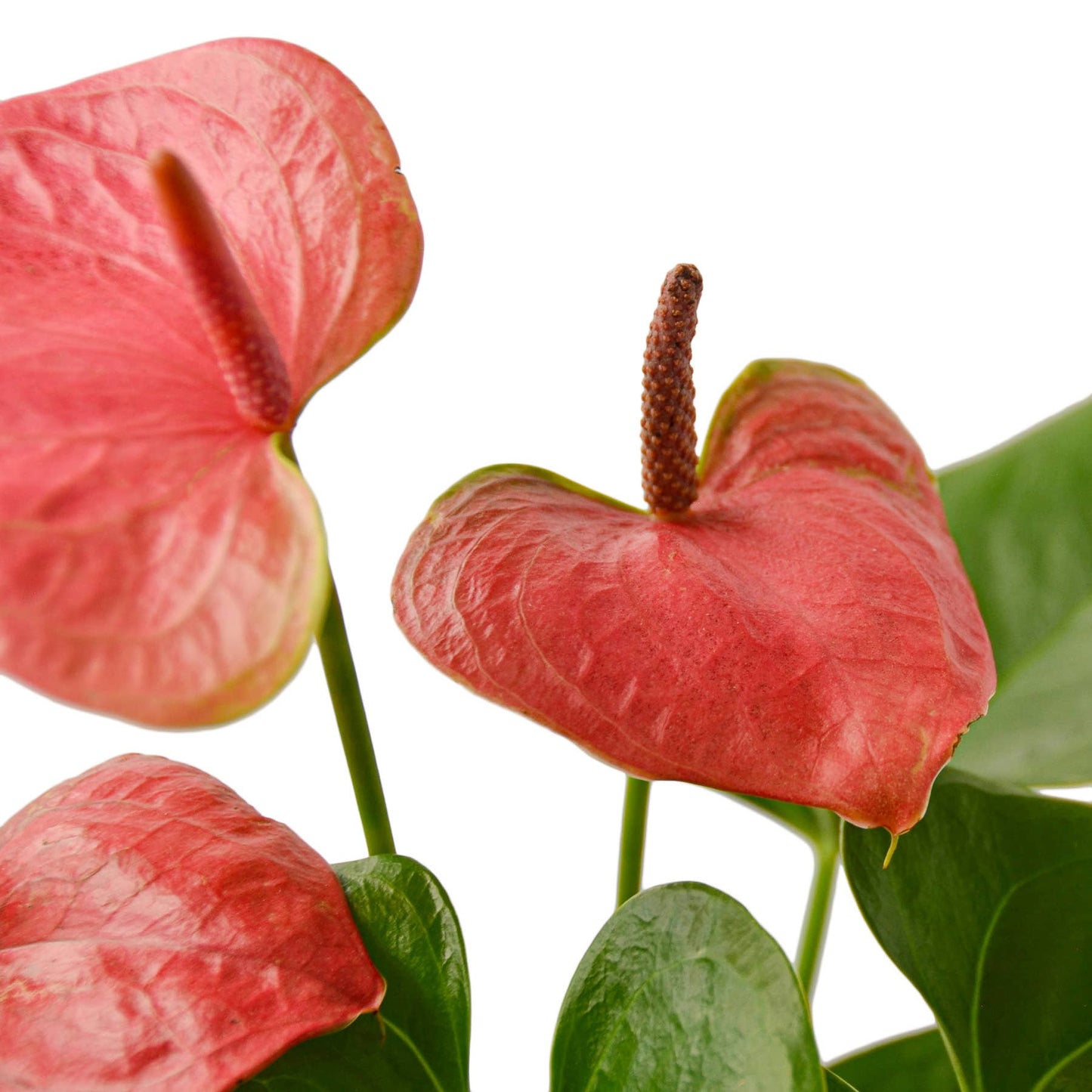 ANTHURIUM PINK 6-inch