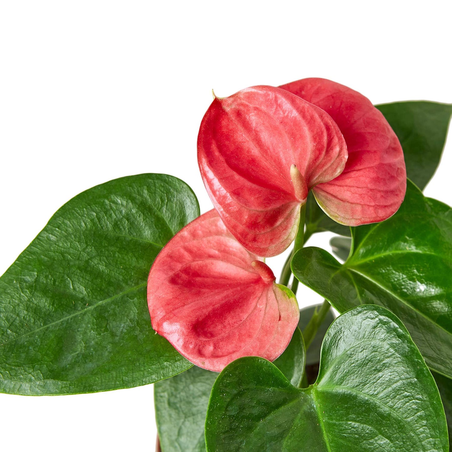 ANTHURIUM PINK 6-inch