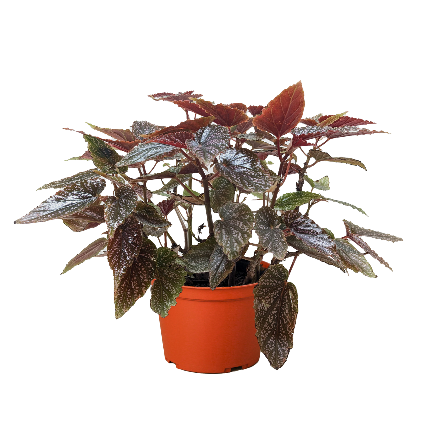 Begonia 'Corallina'