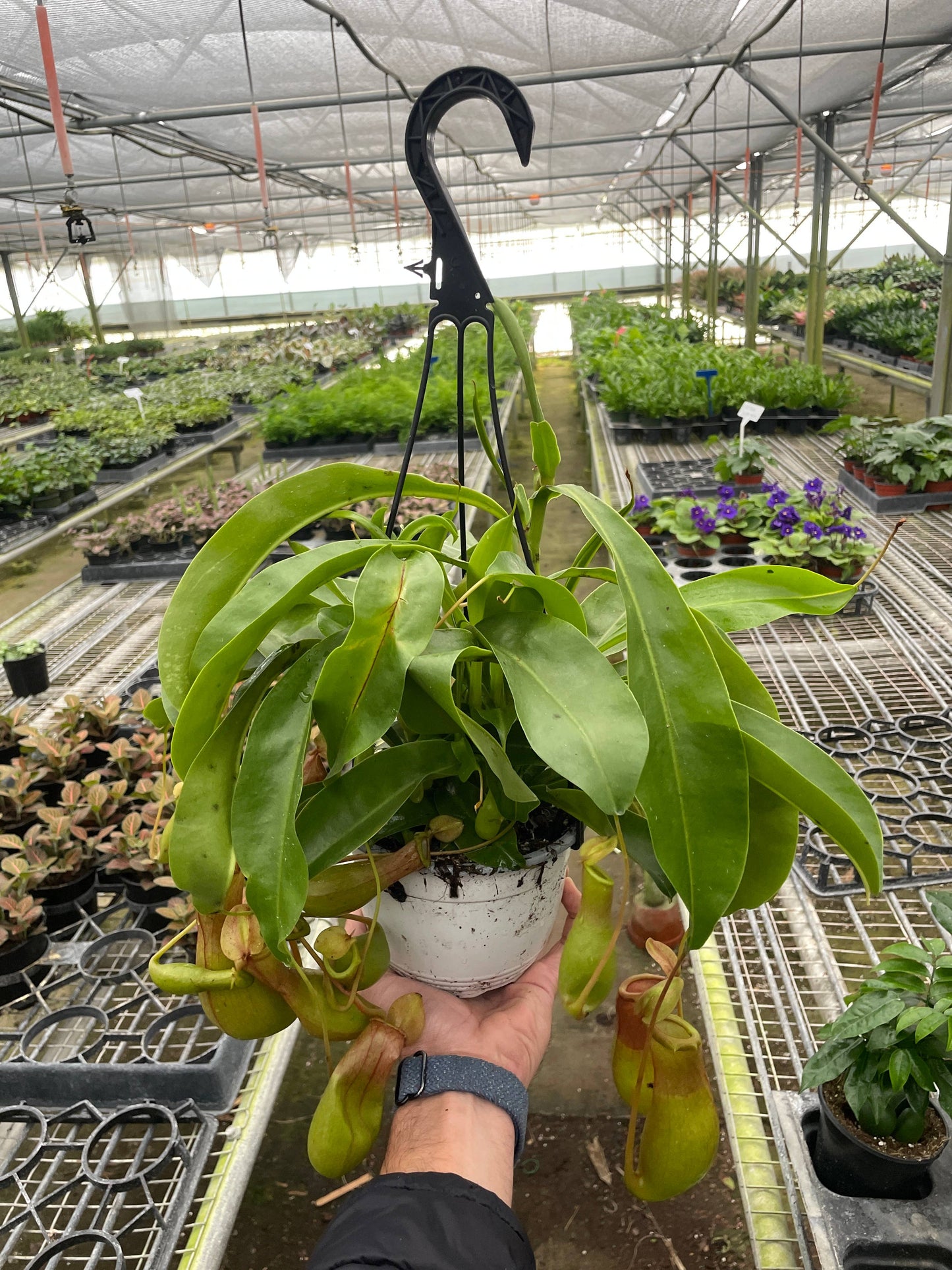 Carnivorous 'Monkey Cup' Plant - 6" Pot