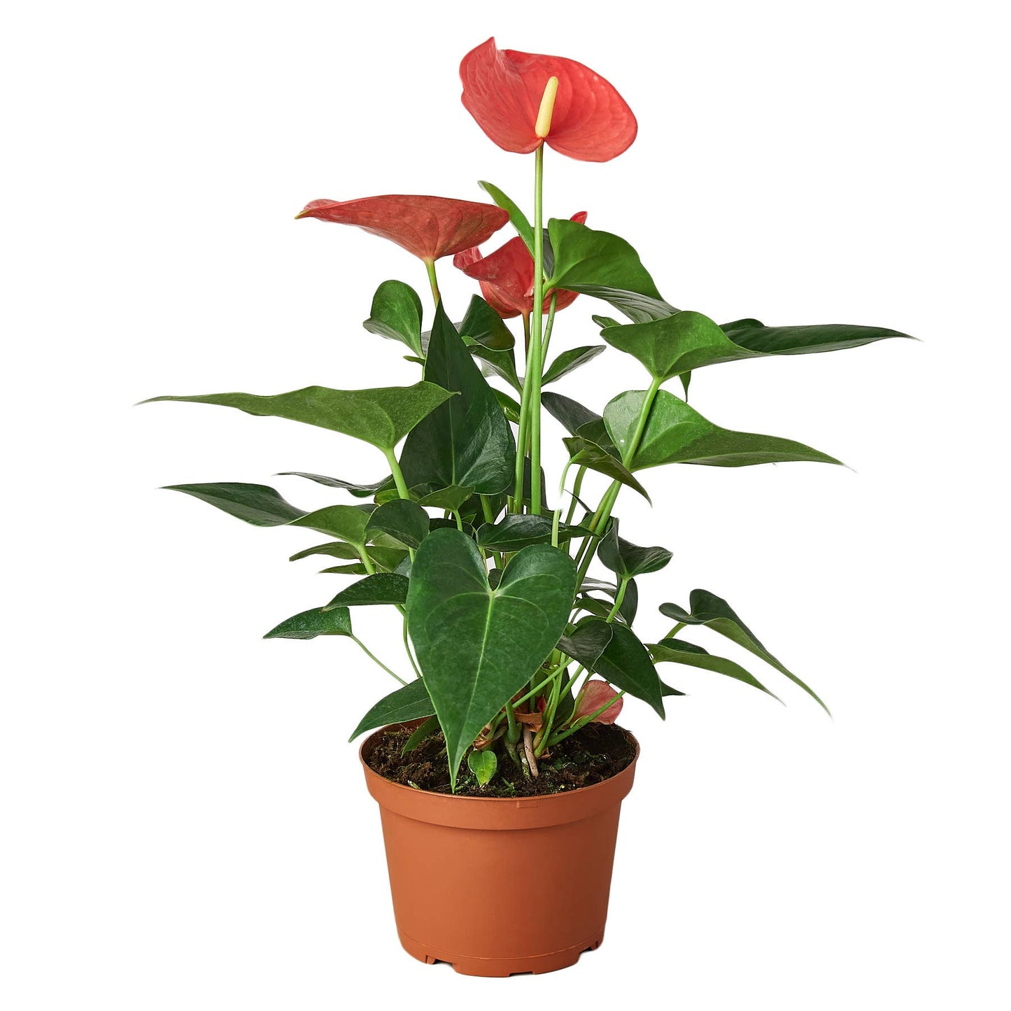 ANTHURIUM PINK 6-inch