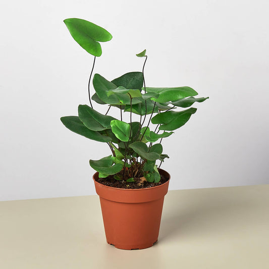 FERN HEART 4-inch