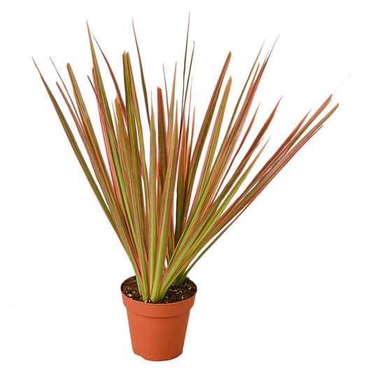DRACAENA COLORAMA  3-inch