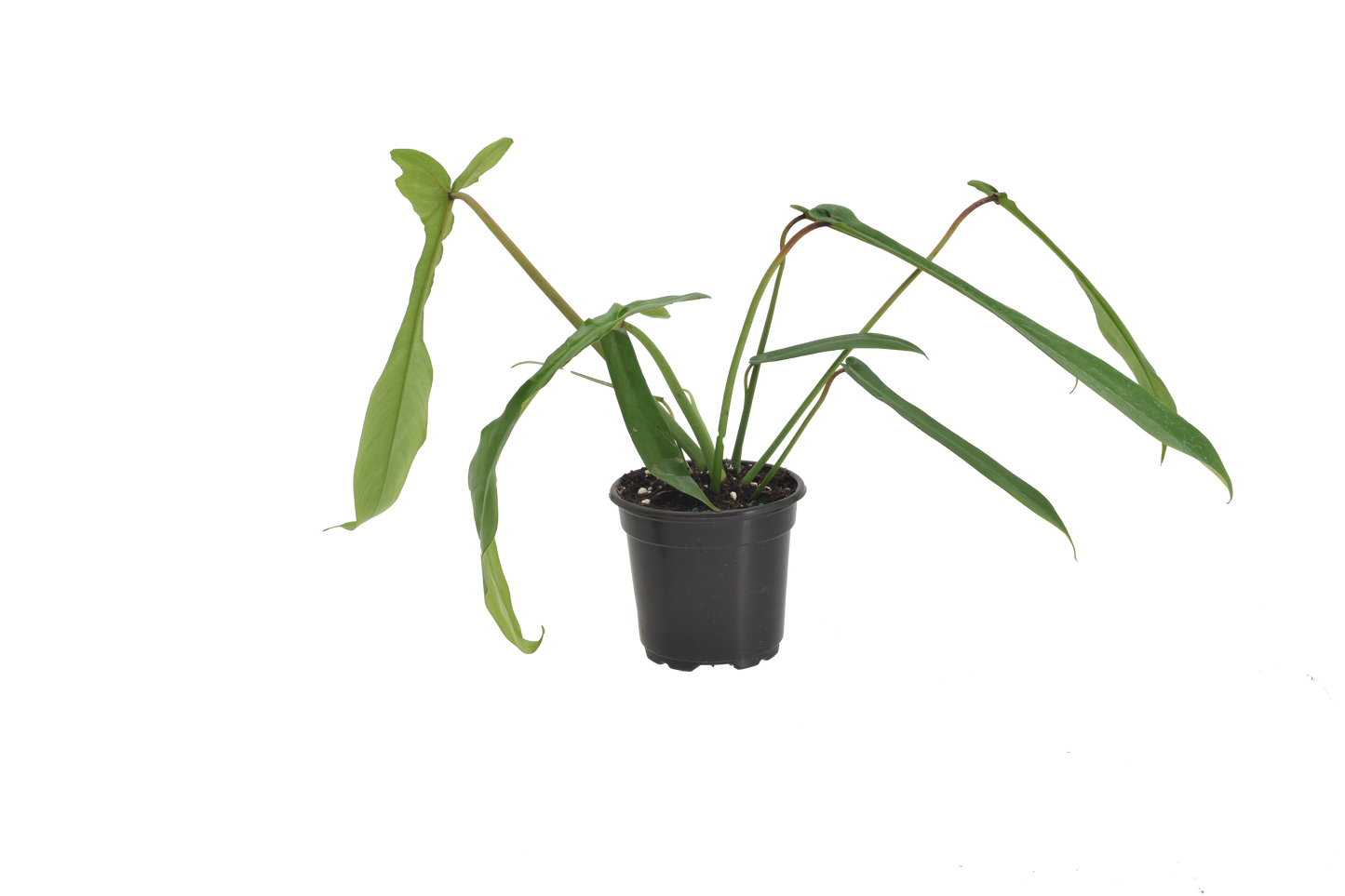 Philodendron Joepii