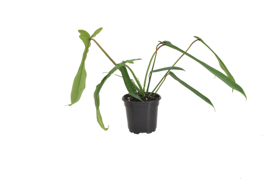 Philodendron Joepii