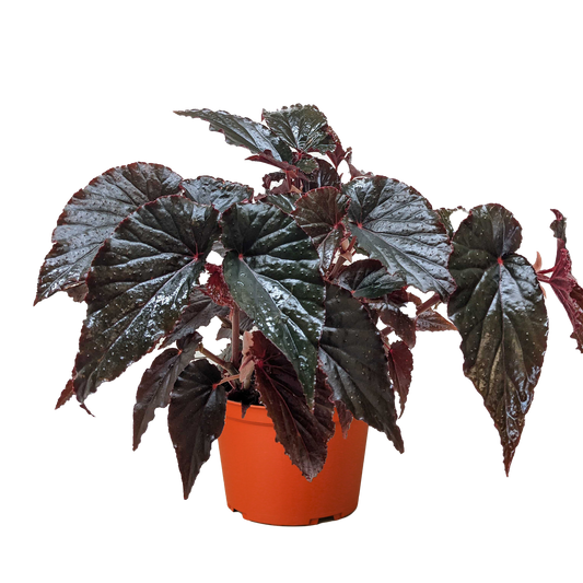 Begonia 'Black Magic' - 6" Pot