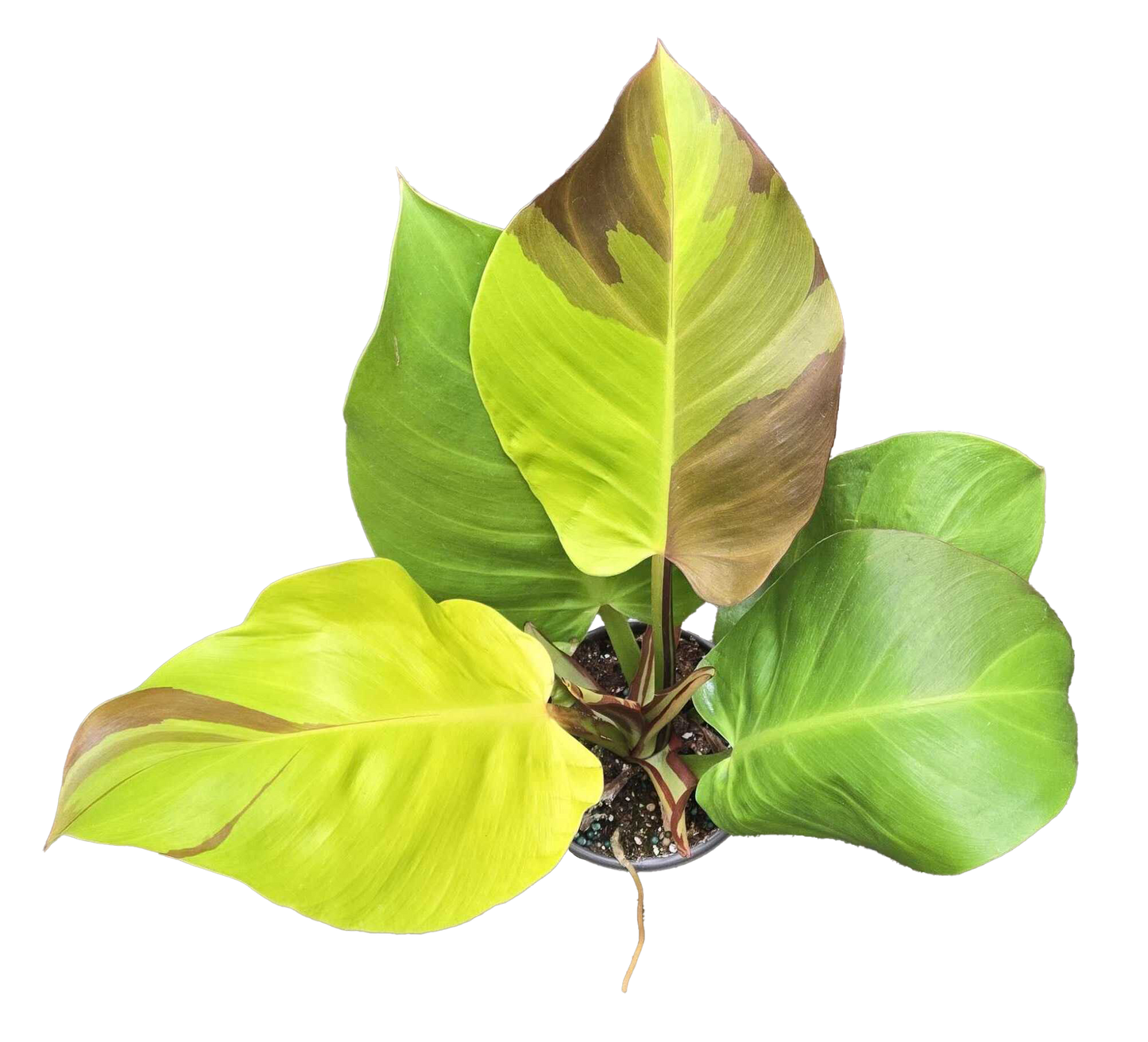 Philodendron Yellow Flame 4 inch Grower Pot