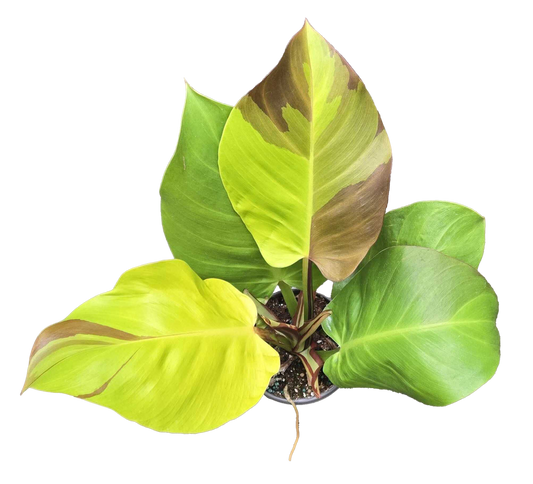 Philodendron Yellow Flame 4 inch Grower Pot